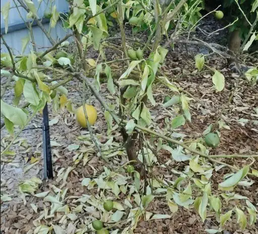 Lemon Tree Leaves Falling Off