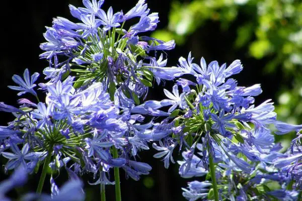 How and When to Divide Agapanthus?
