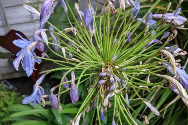 Why Do Agapanthus Flowers Flop?