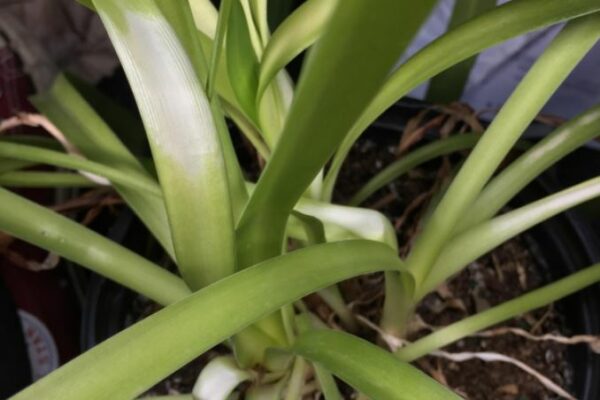 5 Reasons Why Agapanthus Leaves Turn White