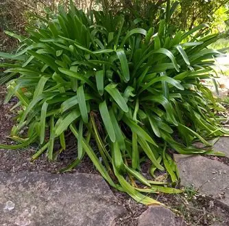 Agapanthus Roots Invasive