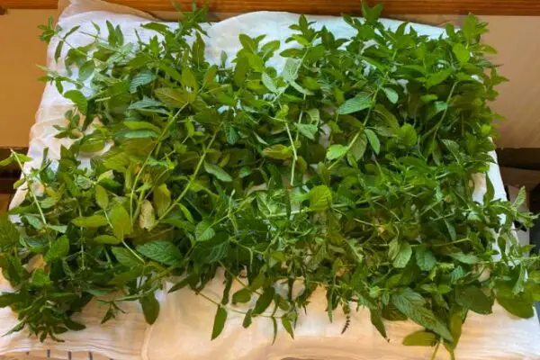 How to Harvest Mint Without Killing the Plant?