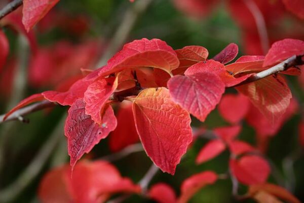 Popular Evergreen Red Shrubs to Grow in the USA