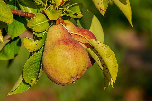 Pear Fruit Trees to Grow in Texas