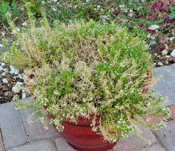 Is Hoary Alyssum Toxic for Cats? 