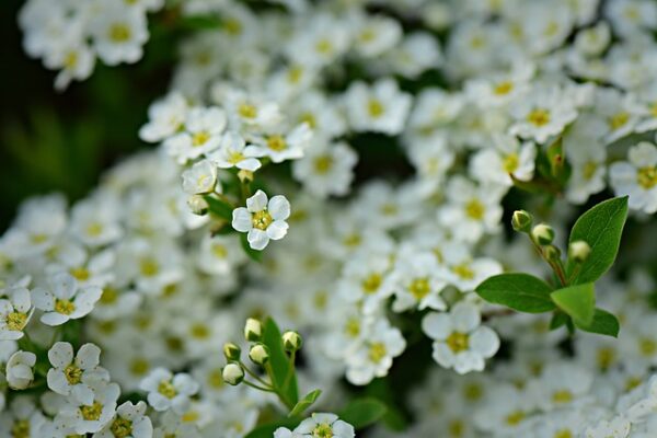 8 Good Companion Plants for Alyssum and 3 Plants to Avoid