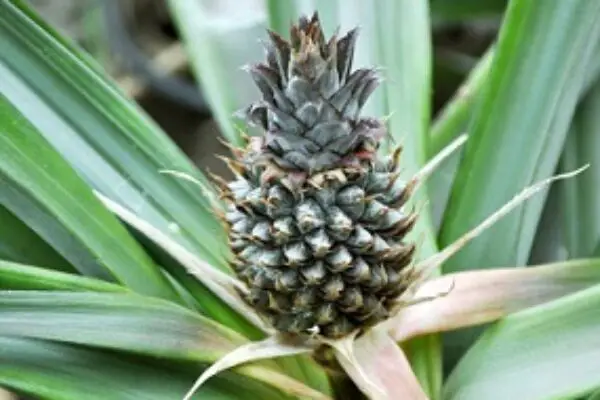 Do Pineapples Grow On Trees? The Truth Will Shock You!