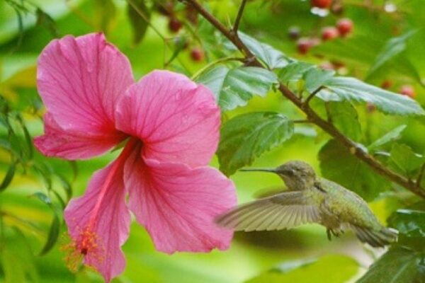 Do Hummingbirds Like Hibiscus Plants?
