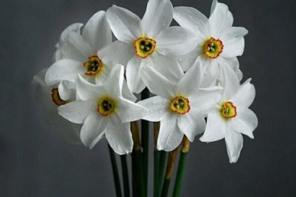 12 Indoor Plants With White Flowers