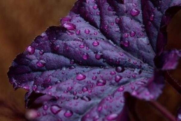 Purple Indoor Plants You Can Grow In USA | 20 Options