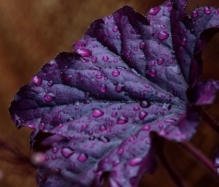 Purple Indoor Plants