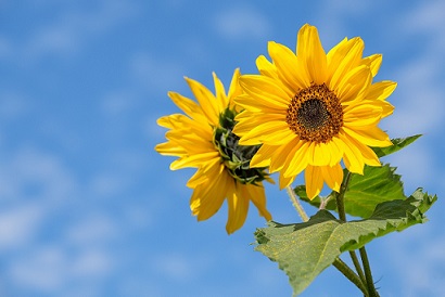 Sunflower Grow Multiple Heads