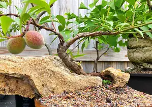 peach bonsai tree