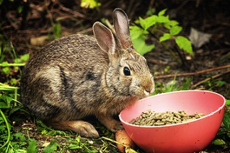 rabbits eat thyme