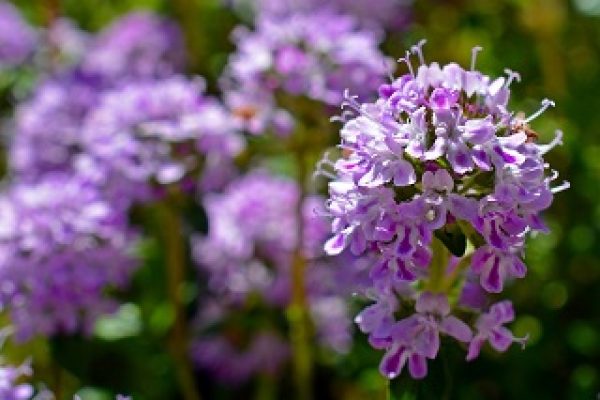 Are Thyme Flowers Edible? Appearance & Taste