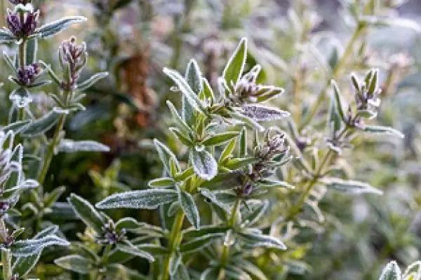 Can Thyme Survive Winter? Tips to Protect Thyme