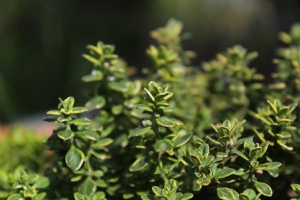 How to Fix Thyme Leaves Turning Black | 8 Solutions
