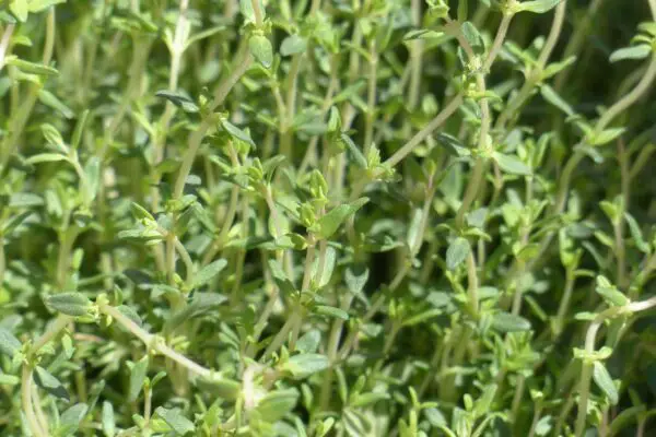 How Often To Water Thyme Plants?